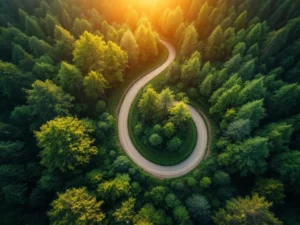 Luchtfoto van kronkelende bosweg door groene boomtoppen tijdens gouden uur met warme natuurlijke belichting